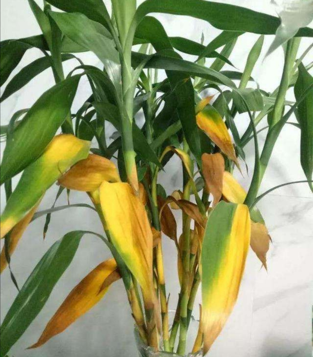 水养富贵竹叶子尖发黄是怎么了,水养富贵竹叶子发黄的原因