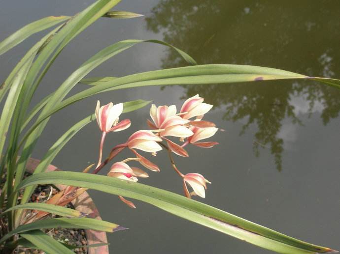 兰花名诗100首,关于兰花8句古诗