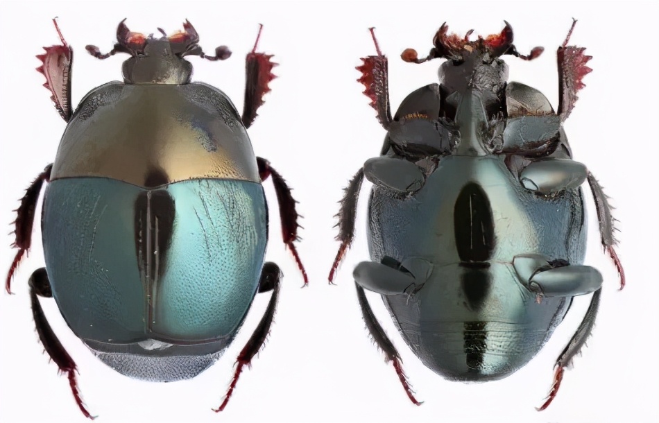 苍蝇的天敌和食物,苍蝇的克星食物