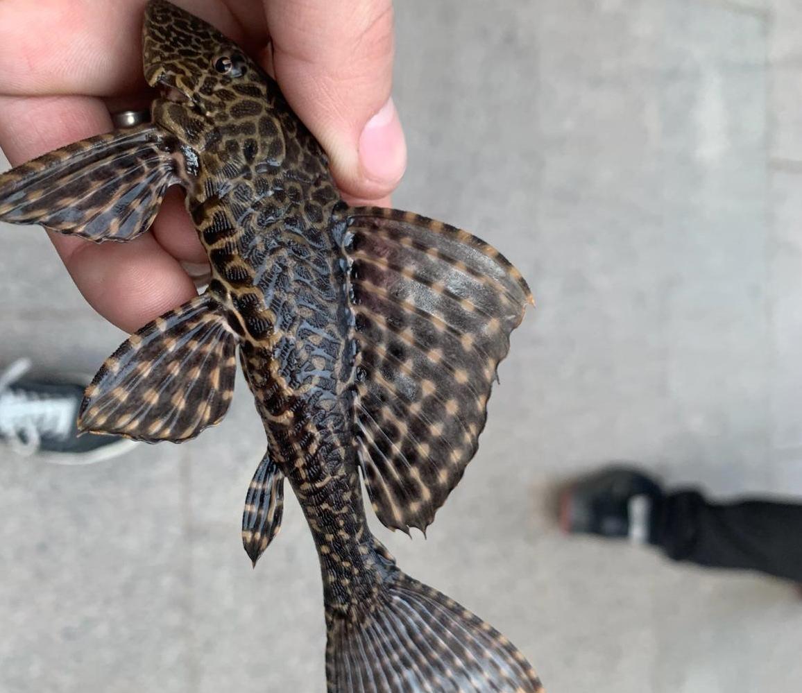 清道夫晒干遇水复活真的假的,清道夫到底是怎么入侵的