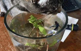 猫咪喝水碗里有红色蠕动虫子,猫咪喝水碗里有小黑虫