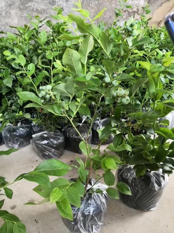 种3500株亩产7吨不愁销路,种什么亩产利润上万