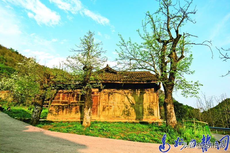 春来花开！走在大巴山深处的万源市竹峪镇东梨*光春**里...