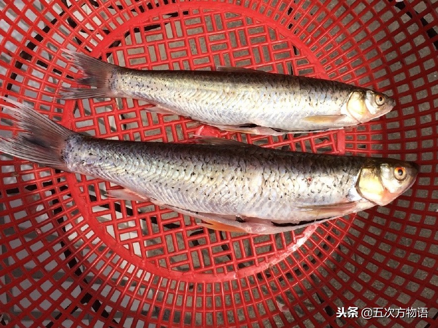 菜市场水产淡水鱼图片,菜市场鱼图鉴