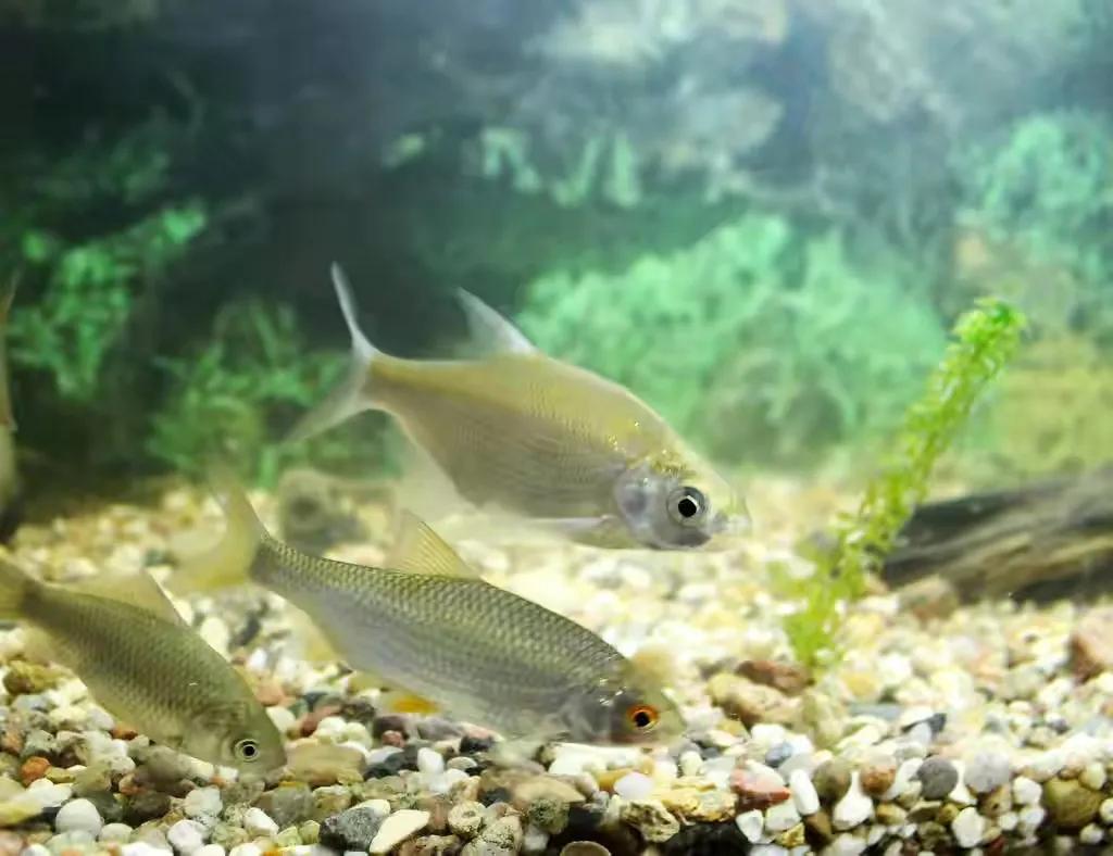 原来大鱼进窝会有这些现象，老钓手一说，让我茅塞顿开