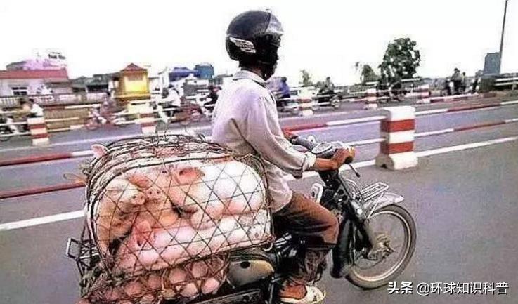 越南的奇闻奇事,越南趣闻