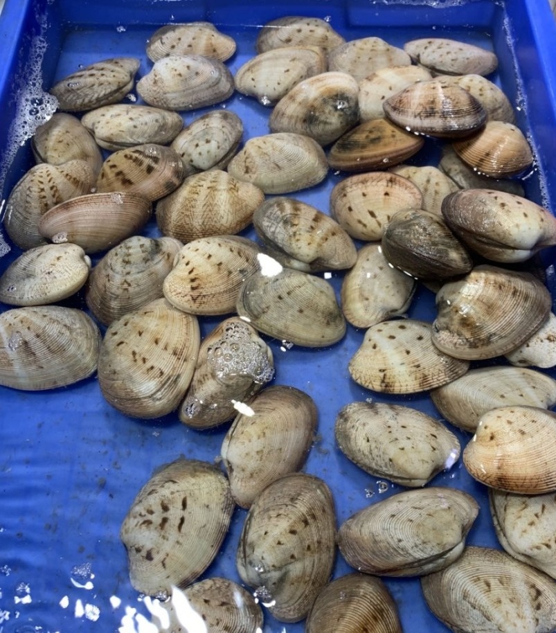 去北海在哪里买海鲜比较划算,北海的海鲜便宜还是防城港的便宜