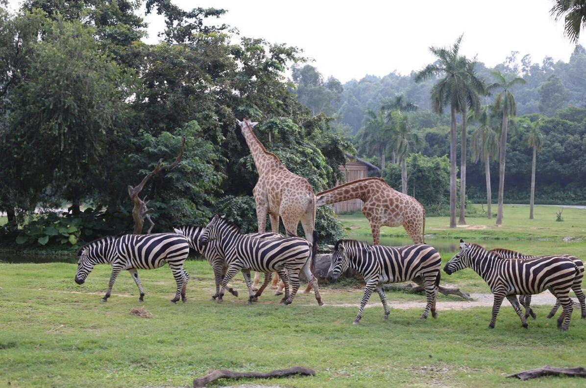 2019广州长隆动物园有哪些动物,广州长隆动物园多少个动物