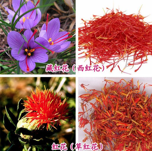 藏红花通草益母草能通经活血吗,活血化瘀的中草药藏红花