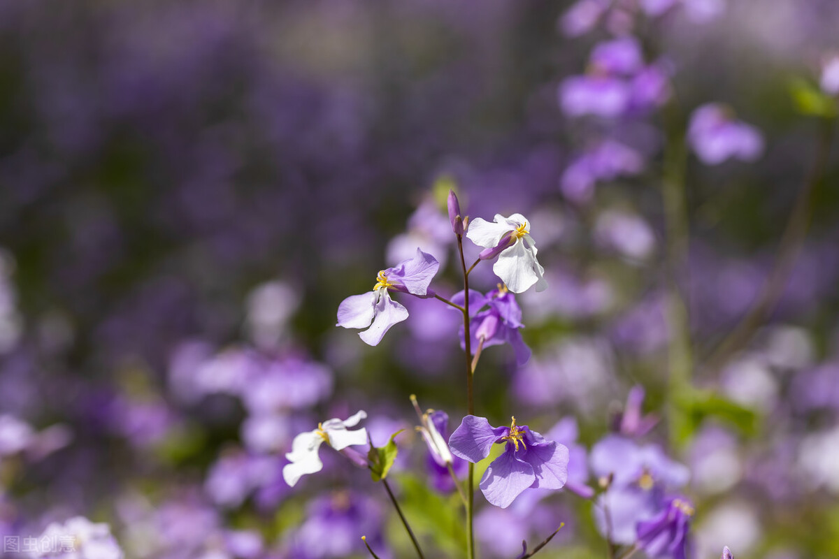 100种常见园林图鉴,列举20类不同的园林花卉