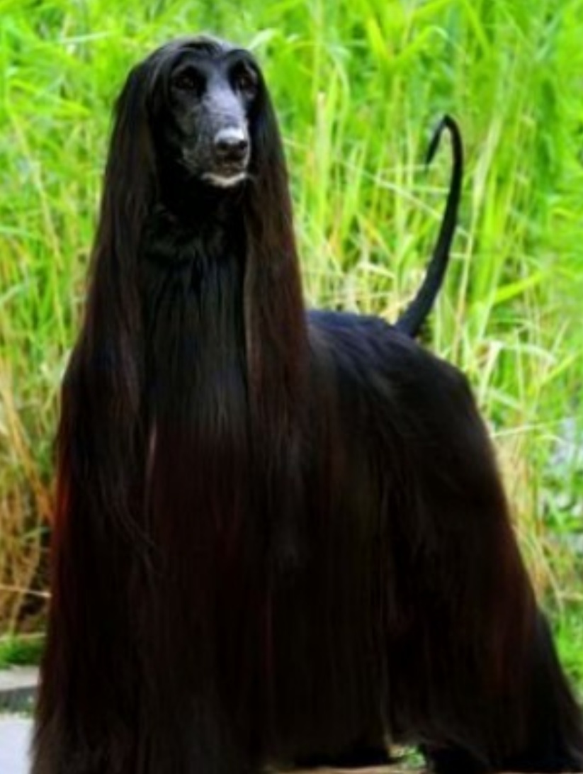 长毛狗阿富汗猎犬游泳,长毛狗阿富汗猎犬多少钱