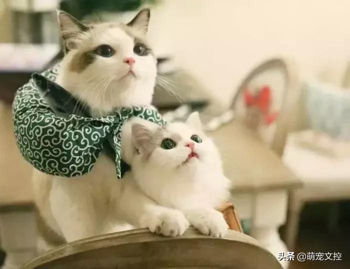为什么猫咪出去了不认识主人了,猫咪出去回来后一直叫