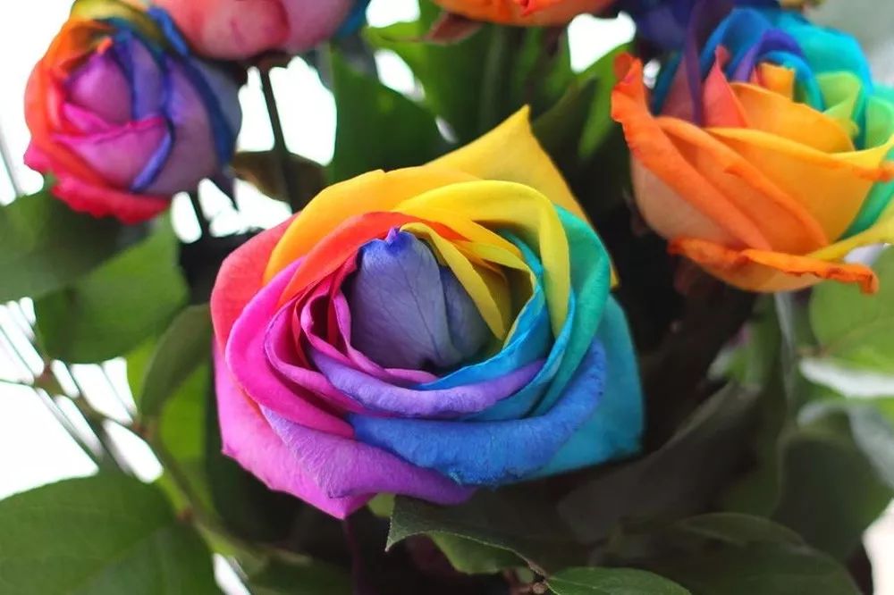 花店必备的5款玫瑰,花店常用的10款玫瑰花是哪些品种