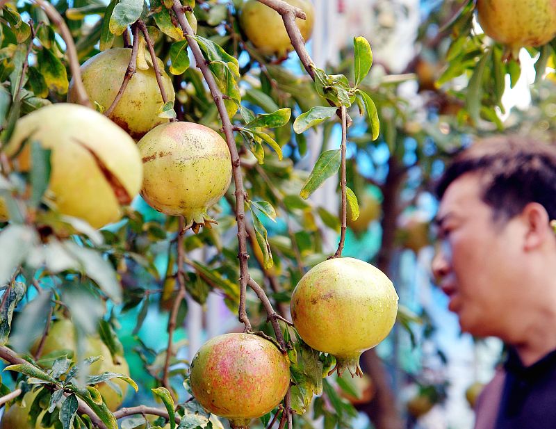 预防石榴裂果的最好方法,石榴裂果的原因及解决方法