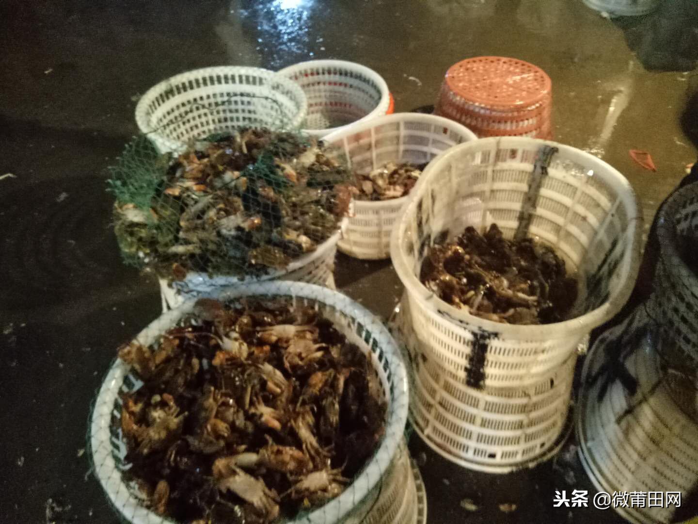 莆田的海鲜批发市场,莆田最大的海产品批发市场在哪里