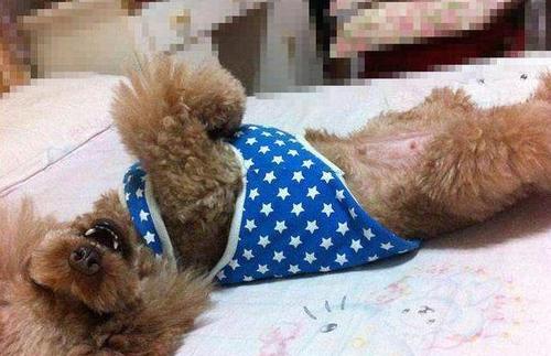 泰迪狗狗的睡姿图片,泰迪睡觉的姿势代表什么
