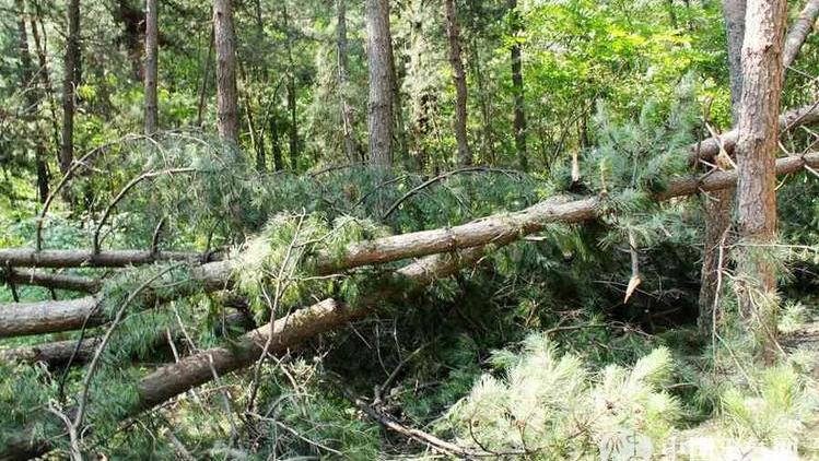 头骨最值钱鸟,头骨很珍贵的鸟