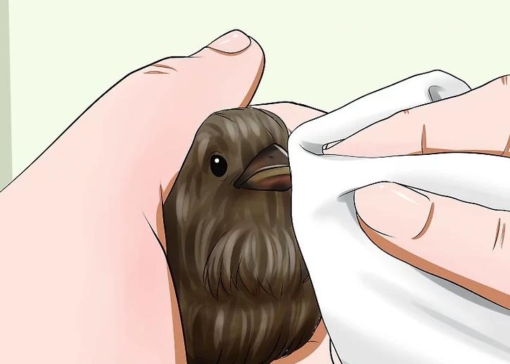 你有没有养过小动物,你有没有想过要养一只猫