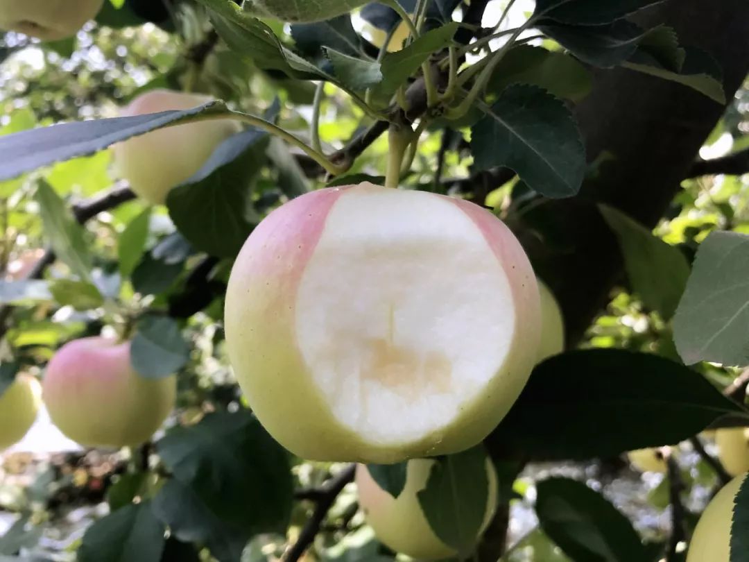 新鲜的嘎啦苹果又甜又脆,嘎啦果是酥脆还是脆甜