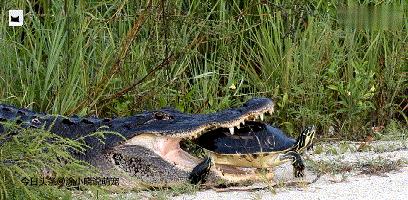 被巨蜥吃掉的乌龟,巨蜥被乌龟卡住头