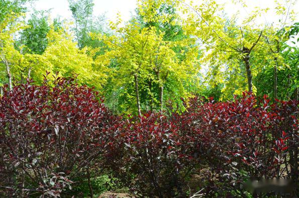 忻州花卉植物园,山西原平植物园