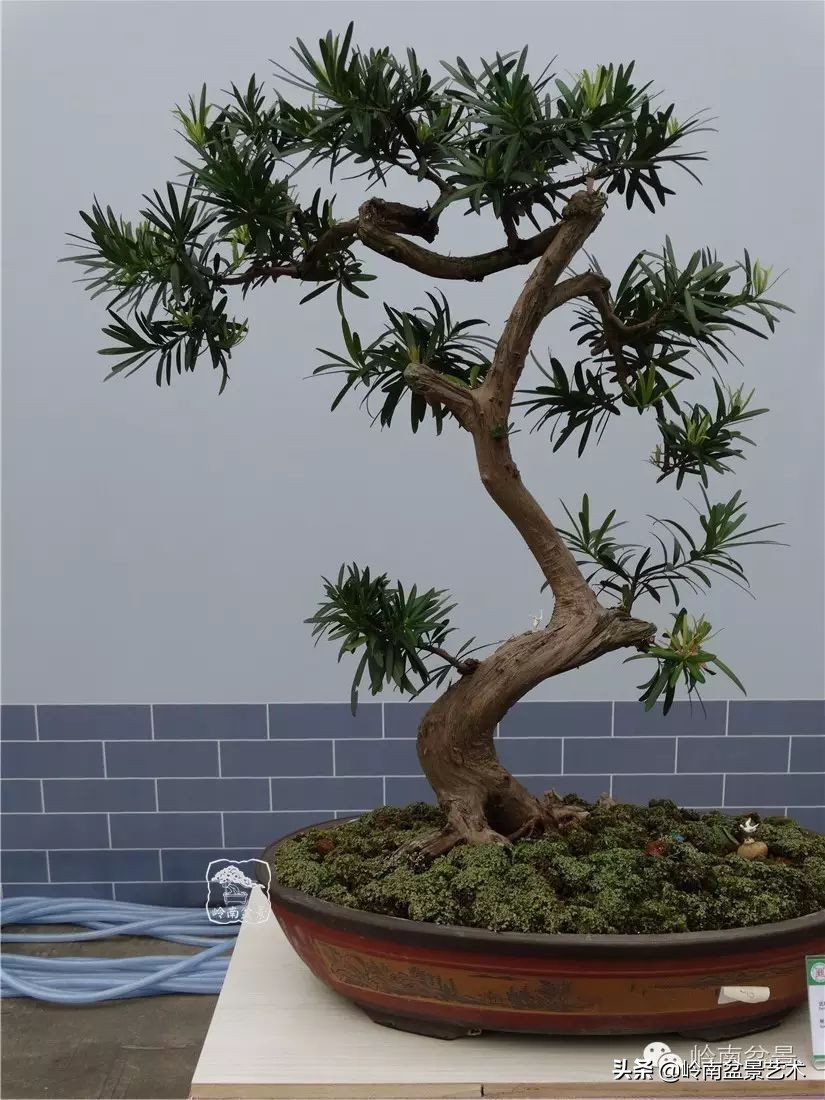 开运招财，非其莫属！清风雅韵，当之无愧！