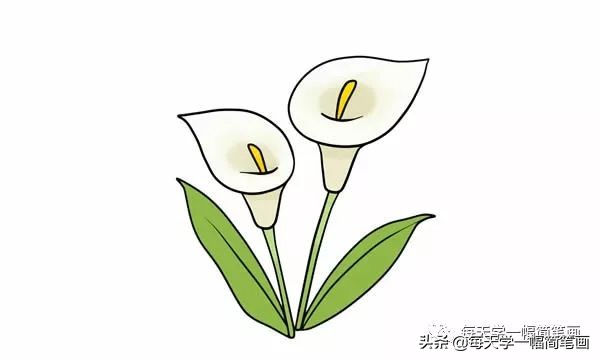 马蹄莲简笔画,马蹄莲的简笔画大全图片