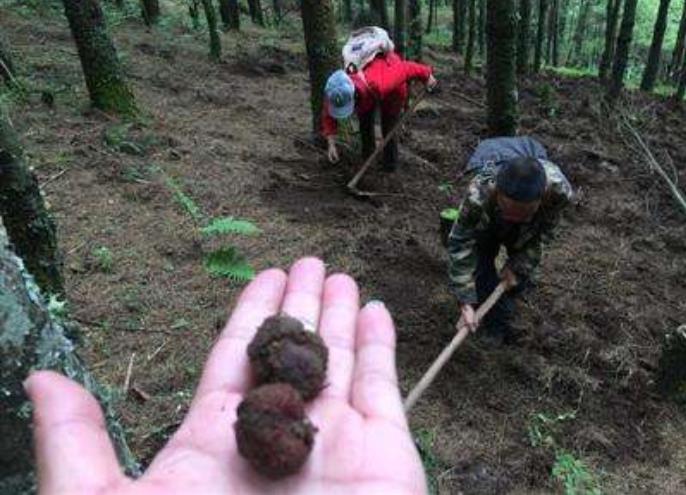 被称“煤球”,长得又丑又难闻,却为世界3大珍馐,一斤卖到600元