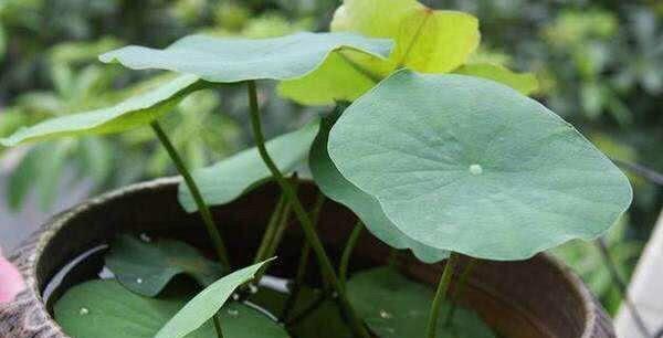 碗莲怎样养才能爆开花,碗莲怎么养叶子大开花多