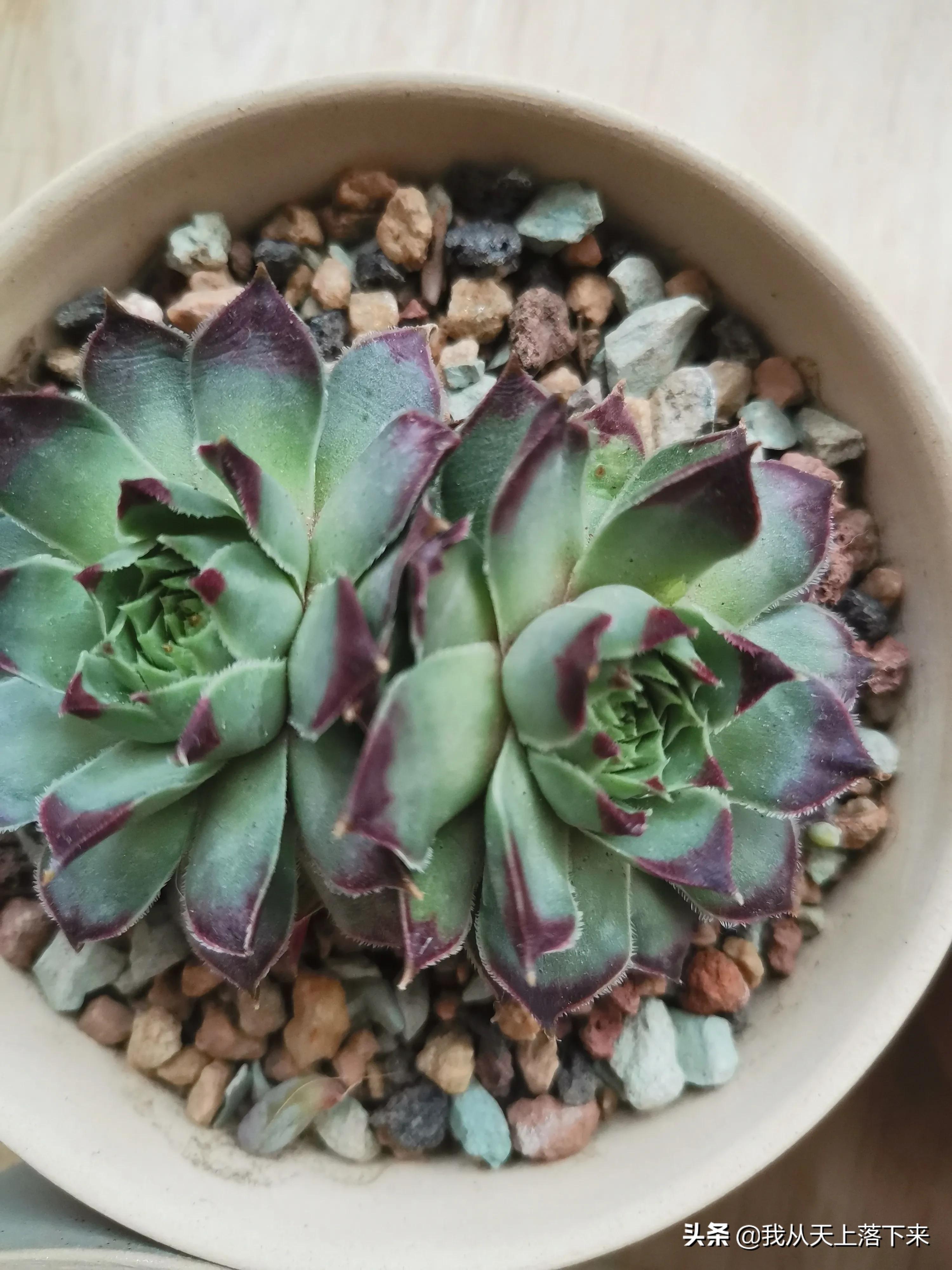 89种常见多肉植物品种图，实物拍摄，还不认识的小伙伴赶紧收藏好