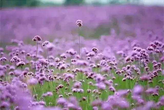 美翻了无锡这个紫色花海,美翻诸城这片花海刷爆整个朋友圈