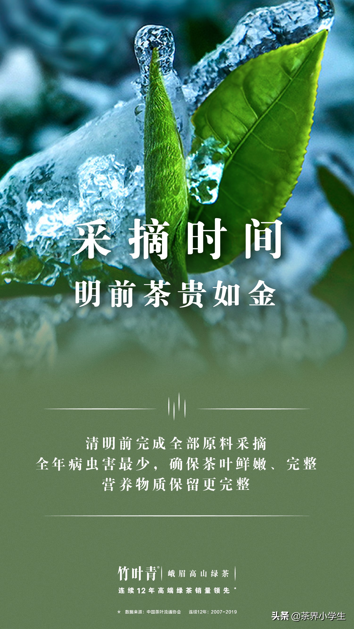 茅台竹叶青,茶界茅台竹叶青