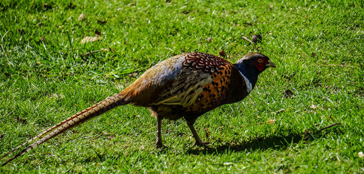 野鸡破坏农作物犯法吗,怎样可以高效的防止野鸡破坏庄稼