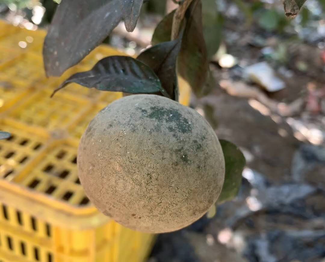柑橘白癞病阴蔽果园频发，与其他花皮果如何区分？该如何防治？