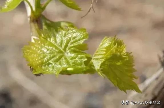 防止葡萄生理落果用什么方法,葡萄为什么会落花落果是熟透了吗