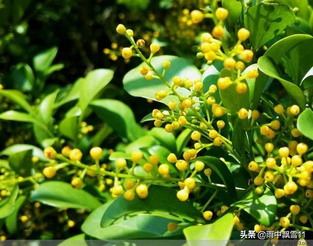 养殖米兰花需要准备什么肥,米兰花怎么养才会枝繁叶茂