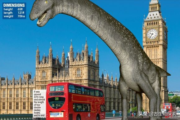 巴塔哥泰坦龙完整化石,巴塔哥泰坦龙进化史