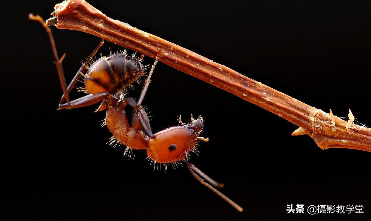 微距镜头如何拍出好的微距照片,微距摄影拍摄技巧有哪些