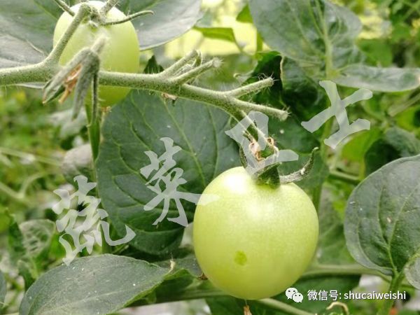 番茄褪绿病毒病特效药,西红柿褪绿病毒怎么引起的