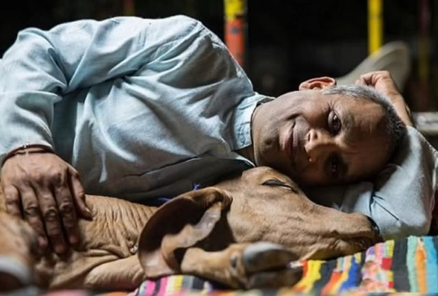 “印度牛人”帕萨纳：44岁富豪抛妻弃子，只为把心爱的母牛娶回家