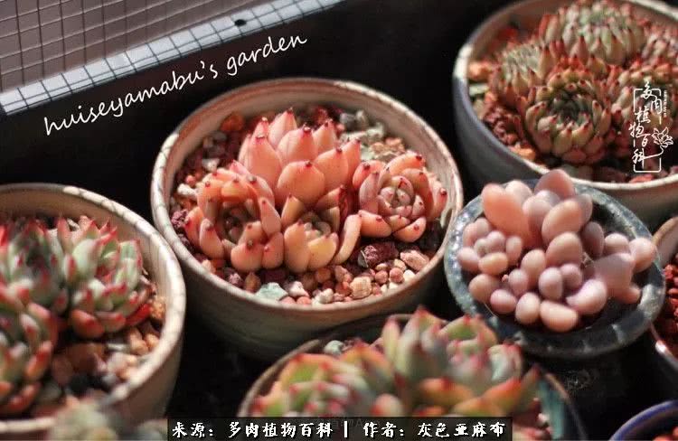 许我向你看,许我向你看演唱