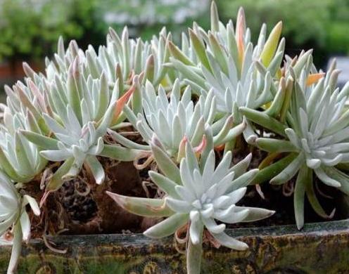 这些多肉因颜值入坑,什么系的多肉颜值高皮实好养