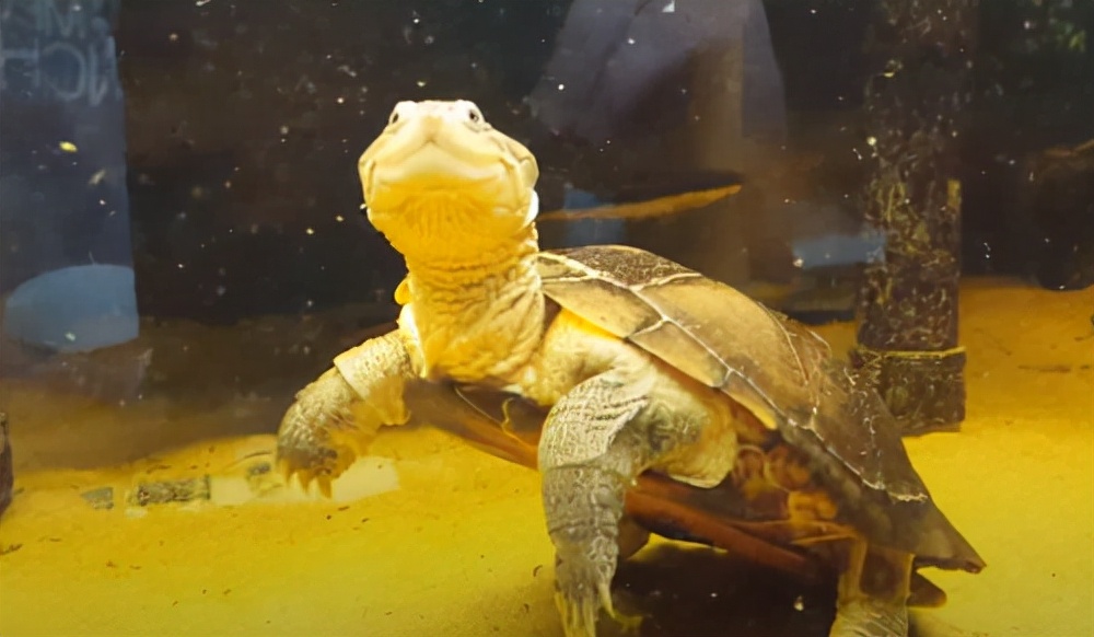 龟龟长大了,我滴个龟龟是什么意思