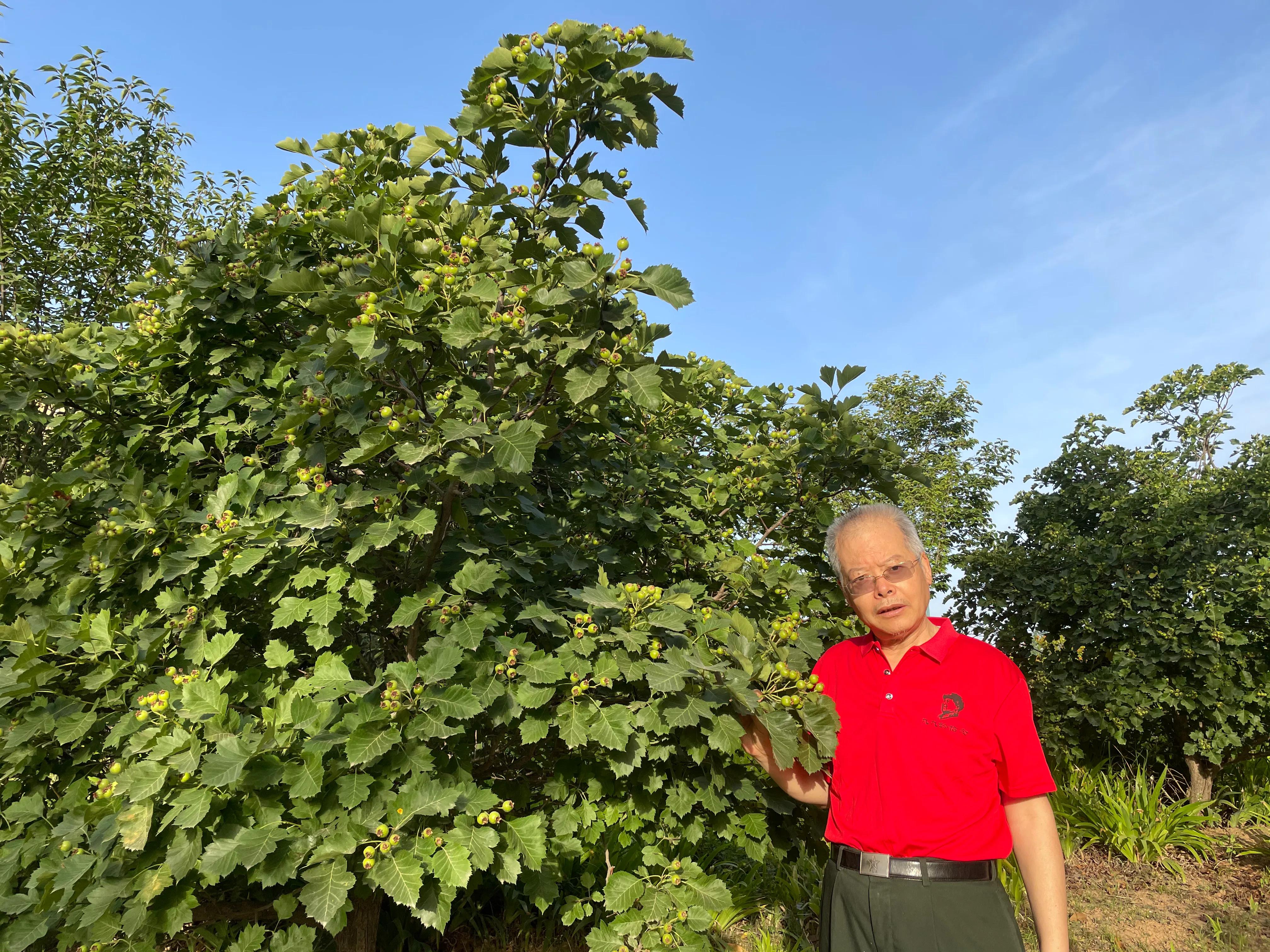 山楂的功效与作用吃法和做法,山楂的功效和作用