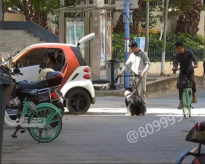 办了狗证有什么权利,狗证是一年一办吗