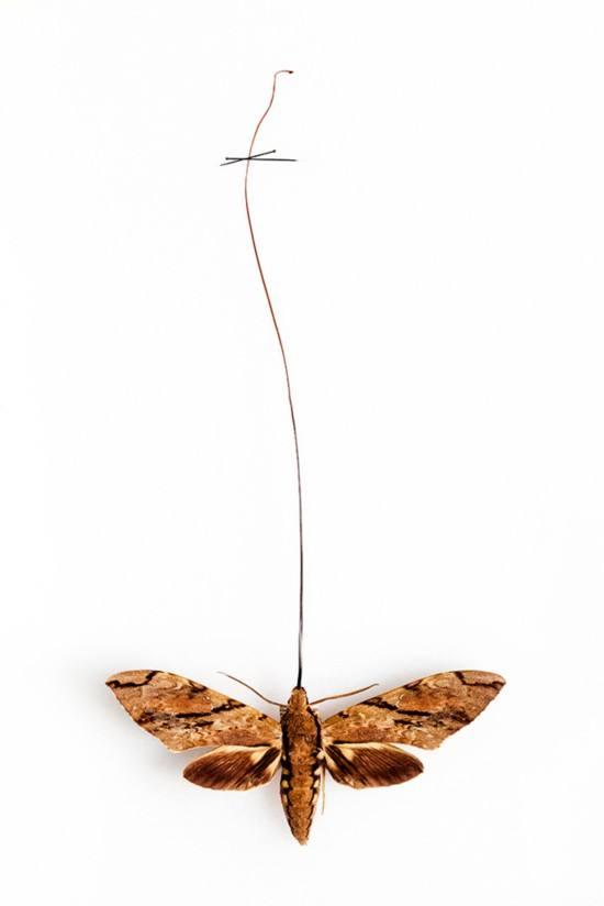 吊兰君子兰哪个好养护,君子兰吊兰图片欣赏