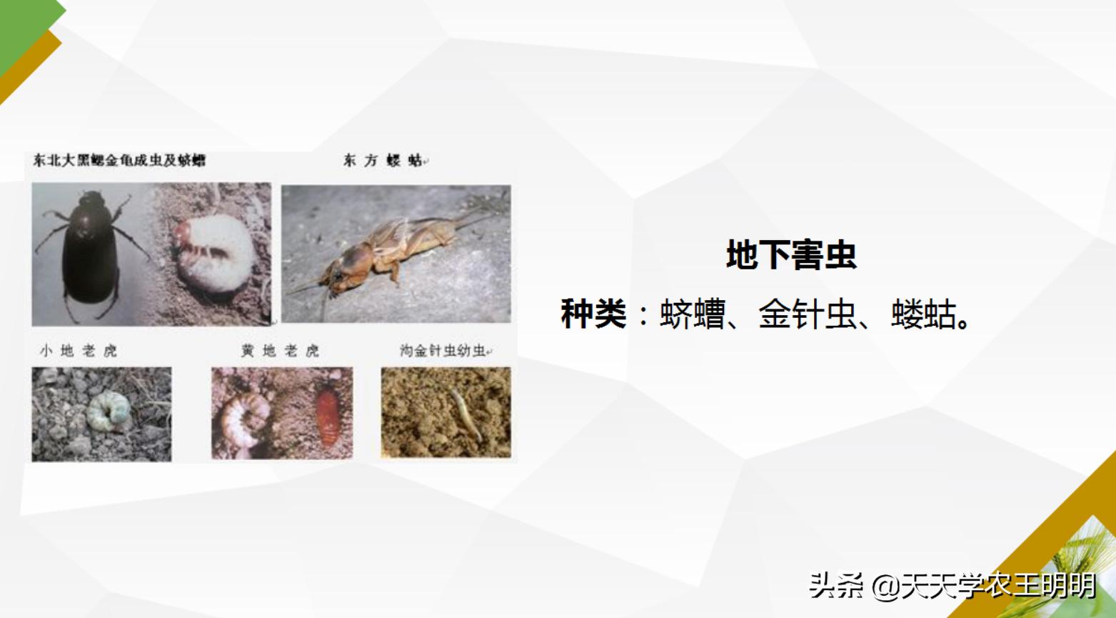 小麦虫害防治指南,小麦虫害的预防与防治