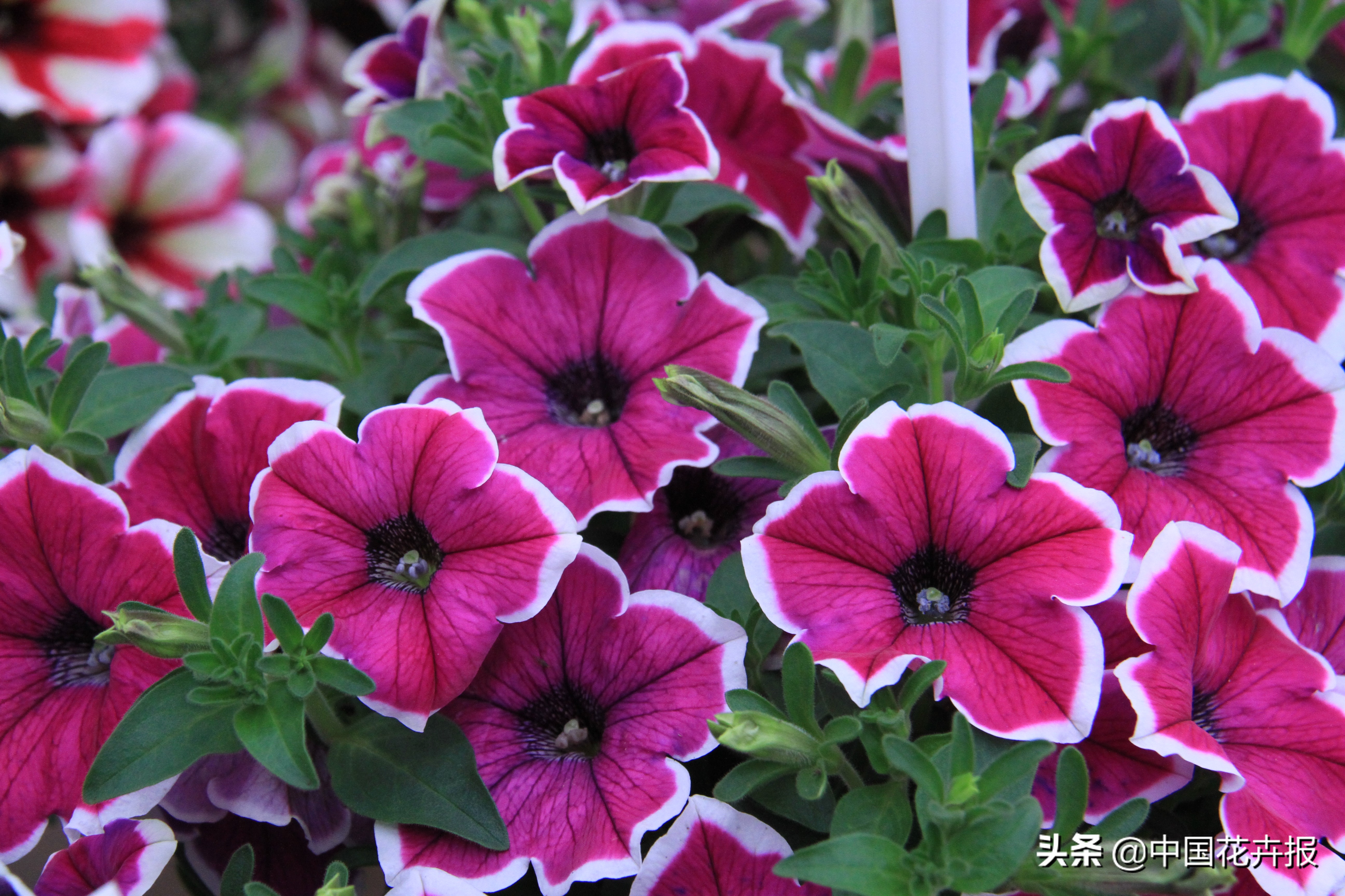 花园必备植物大全,花园常用植物科普