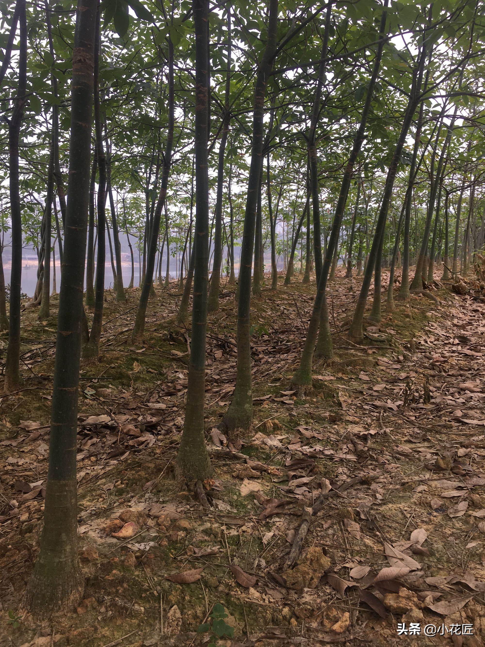 发财树花盆里放泡沫好吗,发财树花盆下部放泡沫吗