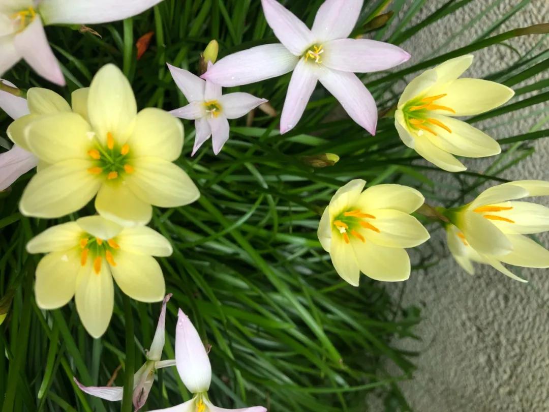 花园庭院设计花卉园艺,花园搭配的草类植物